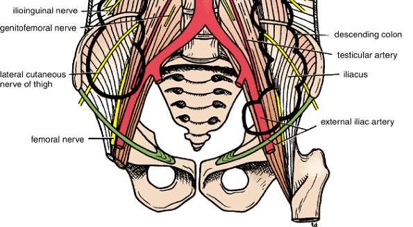 transversus abdominis muscle - the quadratus lumborum - the iliac crest - the iliacus - the left psoas