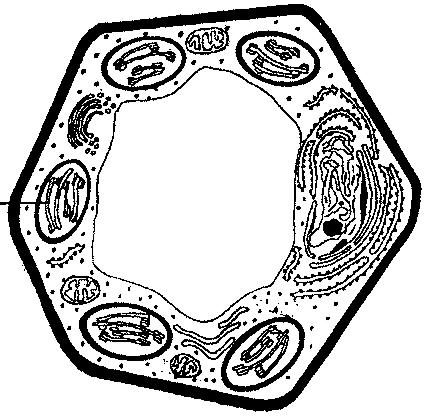 2. Figure 3 shows a plant cell as seen under an electron microscope. Q :... P :... R :... S :... T :... a) (i) On figure 3, label the structures P, Q, R,S and T.