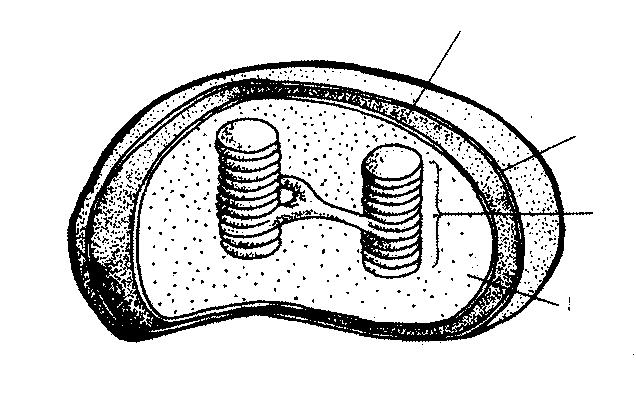 Section A B C D Figure 1: Chloroplast Organelle Which part of the organelle contains the chlorophyll?. 2.