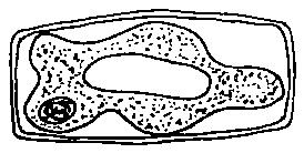 10. Figure 7 Which statement about the cell is correct? I. The cell is flaccid II. The plasma membrane is broken. III. The cell will become turgid again if placed in distilled water. IV.