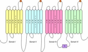 Genetics of Migraine Familial Hemiplegic Migraine- an ionopathy FHM-I CACNA1A: P/Q voltage-gated Ca 2+ channel chr 19 FHM-II ATP1A2: Na + /K + ATPase chr 1q23