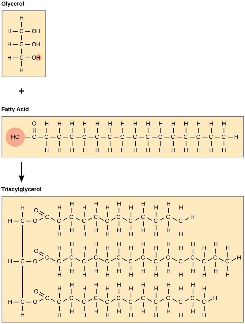 The fat molecules, the triglyceride, is made up