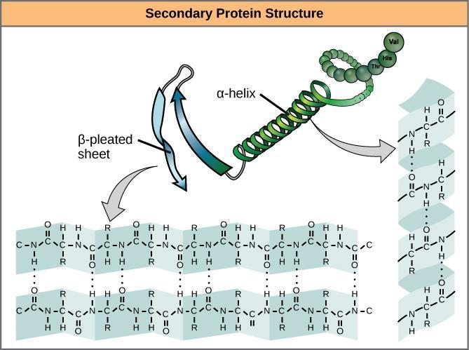 The α-helix and β- pleated sheet are secondary structures of proteins that form