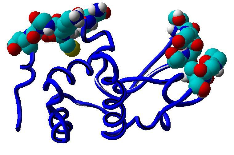 Antigen structure (3)