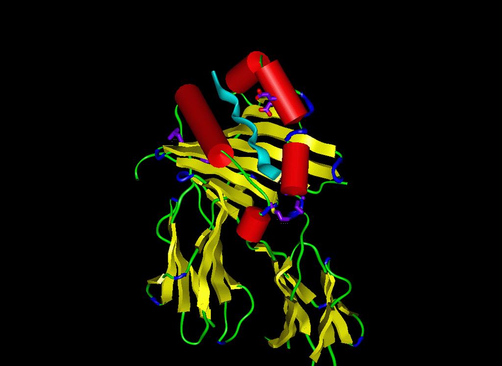 MHC/peptide complex