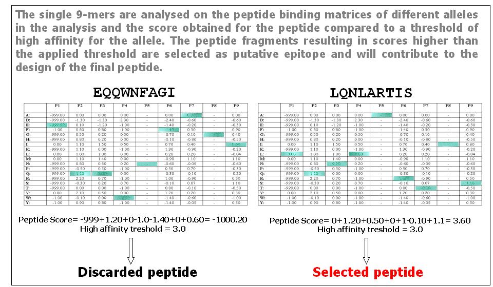 ( 3 ) analysis Peptide
