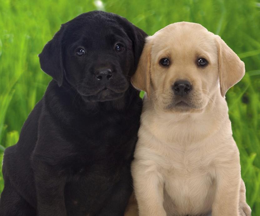PUPPY / JUNIOR give them the best start in life An excellent nutrient rich food with a very high proportion of chicken to ensure your puppy has the best start in life.