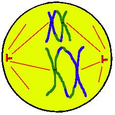 Interpreting Graphics: Use the meiosis diagrams below to identify the most appropriate answers. 26. Identify the process: Prophase I Prophase II c.