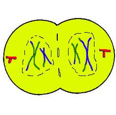 Identify the amount of genetic material: Extra Credit n 2n c. 2 x 2n 29. Identify the process: Anaphase I c.