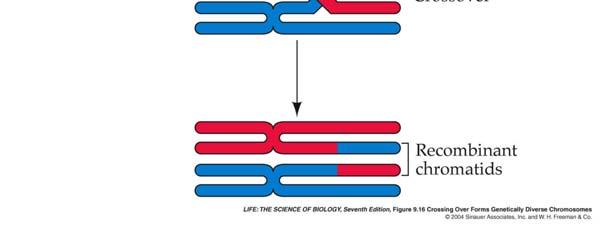 Homologous chromosomes line up at