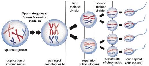 PAGE : 18 Spermatogenesis This is meiosis that occurs in the testes of males. Result: The creation of FOUR Sperm, each with ½ (haploid) the number of chromosomes as the original cell.