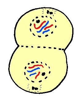 PAGE : 7 Telophase During Telophase, the following events happen. < The chromosomes uncoil and become chromatin again. < The nuclear membrane begins to form around each set of chromosomes.