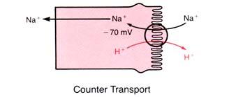 Secondary Active Transport (Counter Transport) H + Secretion Filtration Filtration = P S x GFR, where P S is the plasma concentration of substance S This represent the tubular load or filtered load