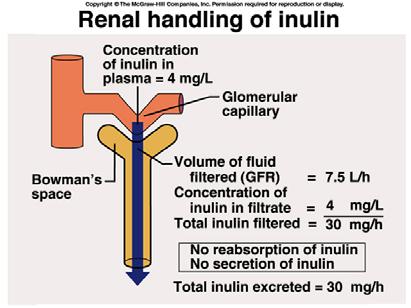 Renal Physiology: Renal Exchange Mechanisms Excrete excess solutes And/or Concentrating the Urine Create a very high osmotic pressure in the