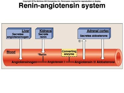 Hormonal Control of Renal Output and Cardiovascular Pressure Three main systems: Renin-Angiotension System Aldosterone Antidiuretic Hormone Structure of Juxtaglomerular Apparatus Low