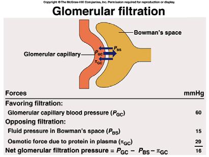 Glomerular Filtration Rate (GFR) Glomerular capillaries have higher filter rate than other capillaries Due to higher hydrostatic pressure and leakier capillaries