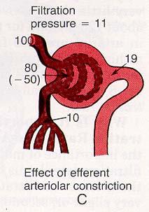 Efferent Constriction = Filtration GFR Increases with: Increased glomerular blood flow Decreased afferent arteriolar resistance Increased efferent arteriolar resistance Sympathetic stimulation