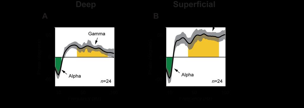22 Fig. S7. MUA phase in deep and superficial layers relative to layer 4. MUA phase in the deep (A) and superficial layers (B) relative to the MUA in layer 4 for different frequencies.