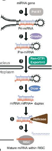 mirna transcription and maturation For Metazoan mirna: Nuclear gene to pri-mirna(1); cleavage to mirna precursor by Drosha RNaseIII(2); transported to cytoplasm by Ran-