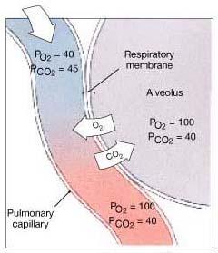 Pulmonary Capillary Gas
