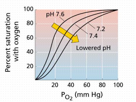 ph & the affinity of Hb for oxygen Oxyhemoglobin Dissociation Curve (OHDC) causing a decreased affinity (a right shift) acidosis