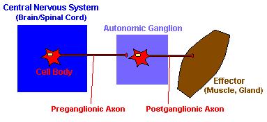 B. Autonomic Nervous System 1. sensory (afferent) and motor (efferent) 2.