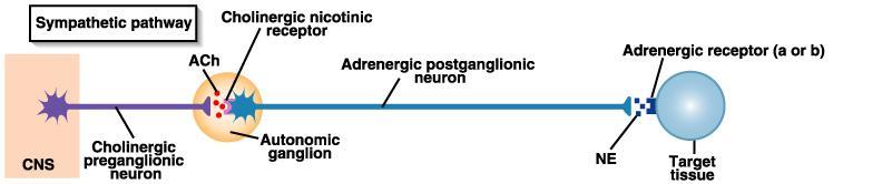 Preganglionic neurons release acetylcholine (ACH) to activate Postganglionic neurons release norepinephrine to activate adrenergic receptors on target cell.