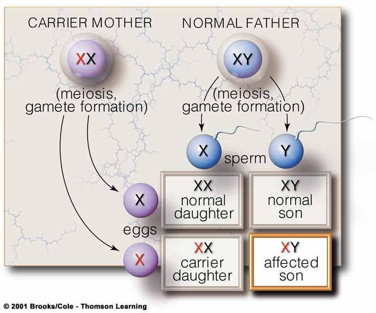 X-Linked Recessive Inheritance Males show disorder more