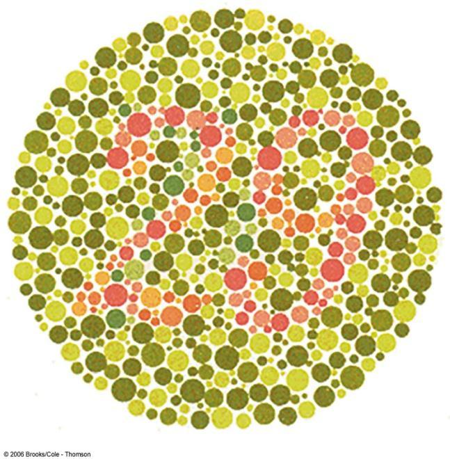 Examples of X-Linked Traits Color blindness Inability to distinguish among some of all colors