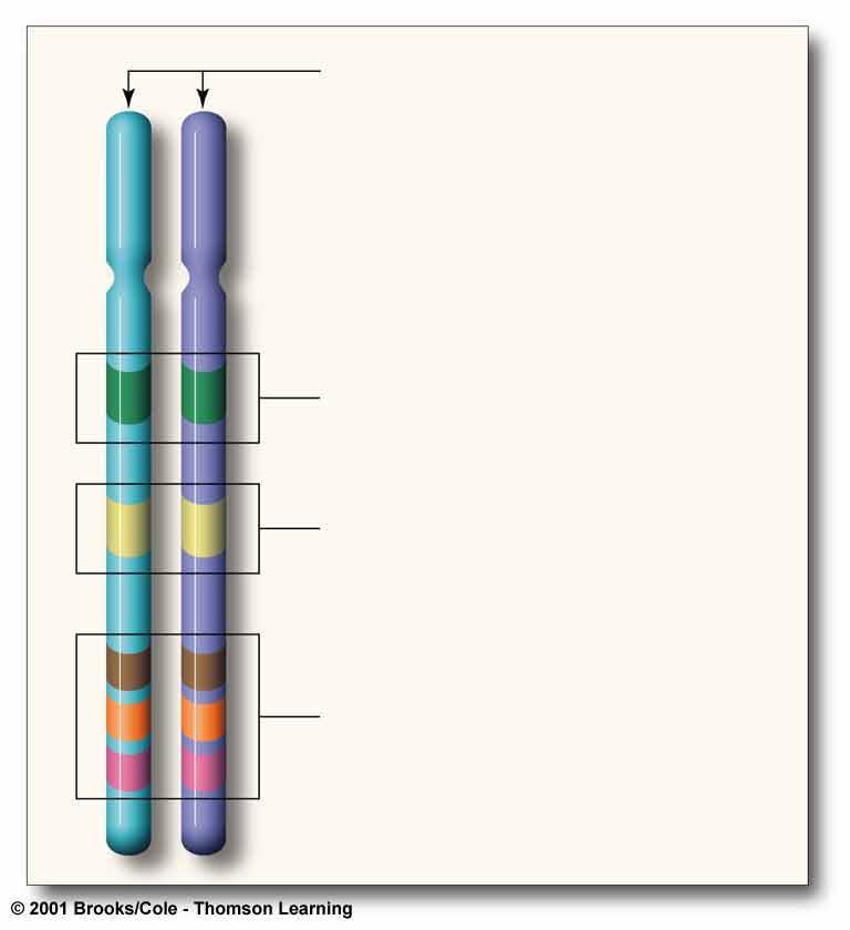 Genetic Terms A pair of homologous chromosomes A