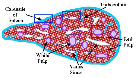 Spleen White pulp lymphatic tissue surrounding arteries Red pulp lymphatic tissue associated
