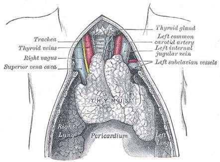 Thymus Decreases in size in late life Divided into irregular shaped lobules filled with lymphocytes (cortex) The