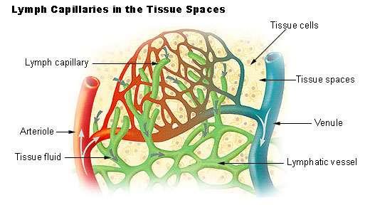Lymphatic Vessels Capillaries more permeable than blood capillaries Have one way valves preventing lymph from passing back
