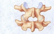 What Is a Facet Joint? Bones called vertebrae make up your spine. Each vertebra has facets (flat surfaces) that touch where the vertebrae fit together.