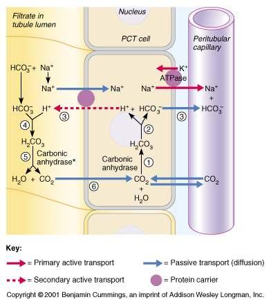 Physiological Buffer Systems During carbon dioxide unloading, hydrogen ions are incorporated into water When hypercapnia or rising plasma H + occurs: Deeper and more rapid breathing expels more