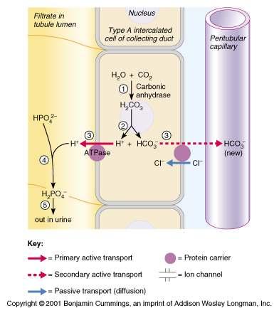 Generating New Bicarbonate Ions Two mechanisms carried out by type A intercalated cells generate new bicarbonate ions Both involve renal excretion of acid via secretion and excretion of hydrogen ions