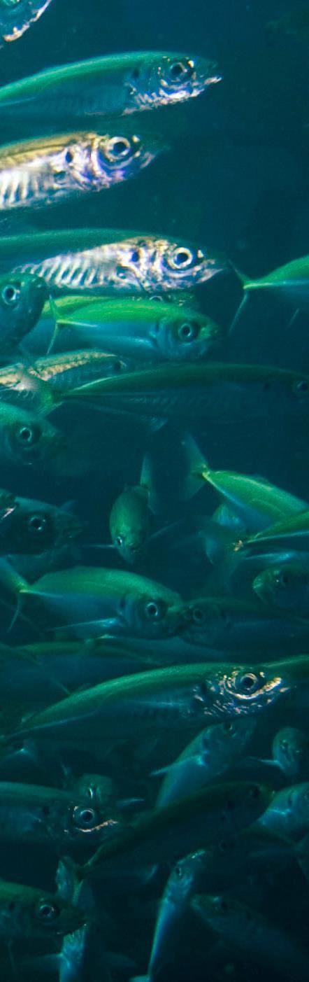 MENHADEN FISH PLUS PROBIOTIC BACTERIA: Produced from Menhaden fish.