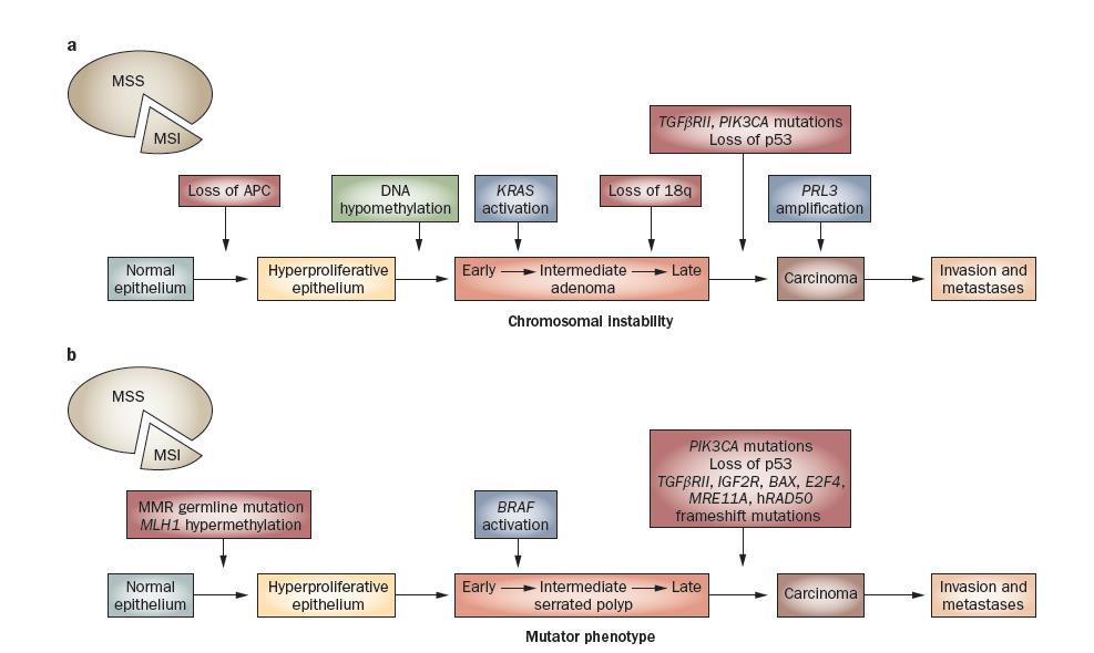 CRC carcinogenesis pathways