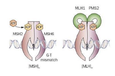 MMR Proteins MMR proteins make heterodimers MLH1 & MSH2 are the dominant partner