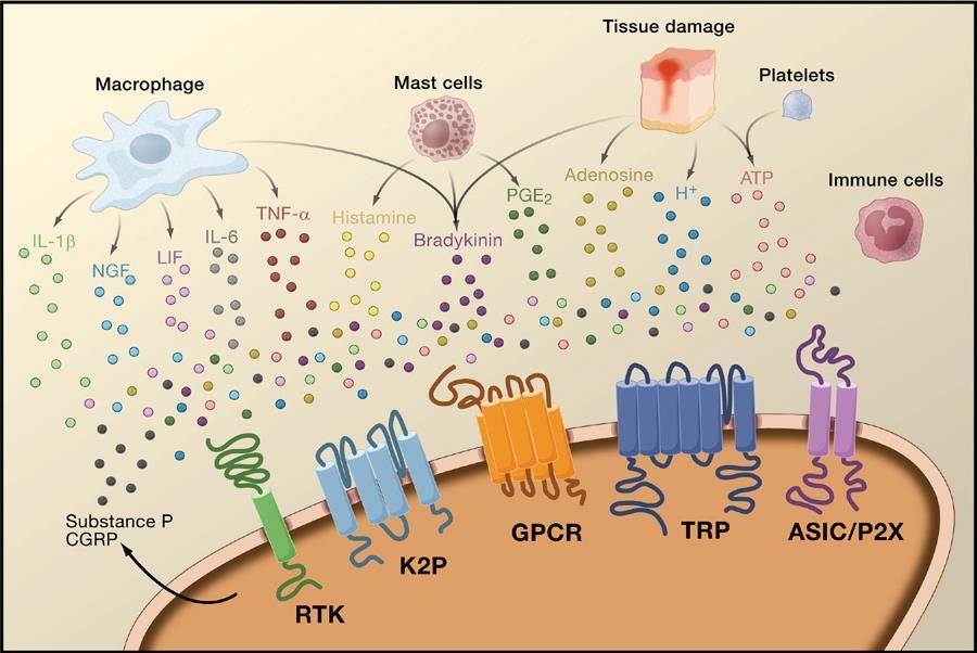 factors released from activated nociceptors or nonneural cells that reside within or infiltrate into the injured area (including mast cells, basophils, platelets, macrophages, neutrophils,