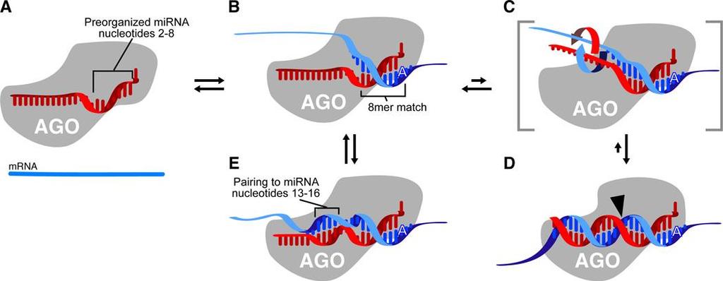 Figure 8. A speculative model explaining the roles of each mirna region (A) MicroRNA (red) bound by Argonaute (AGO) such that nucleotides 2 8 are preorganized to favor efficient pairing.