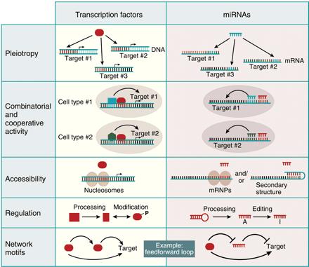 Control of gene expression by autoregulatory feedback loops is a common mechanism that is particularly important during cell fate determination and development.