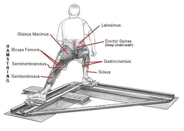 Hockey Skating Muscles: Diagrams from hockeyspot.com The abdominal and extensor muscles of the back are the support muscles that help stabilize the core area.