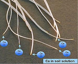 Calcium uptake During Vegetative growth: 1. Root growth. 2. Epidermis at the top of the root is young and thin. 3.