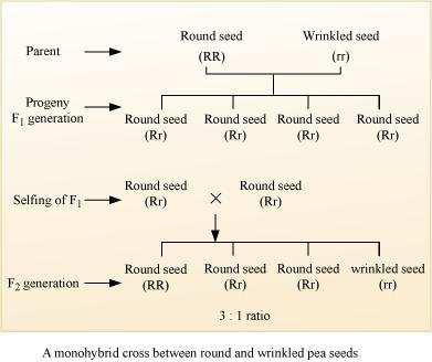seeds) appeared and the recessive character (wrinkled seeds) got suppressed, which reappeared in F 2 generation. Question 5: Define and design a test cross?