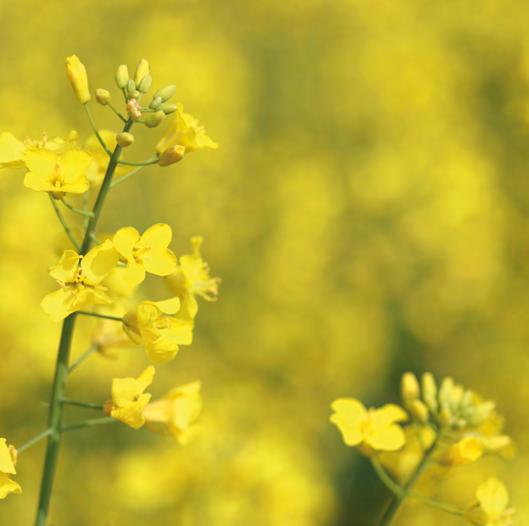 PRODUCT RANGE BungeMaxx lecithins are produced from soya, sunflower and rapeseed. BUNGE processes these seeds in order to extract the oil and meal which is rich in protein.