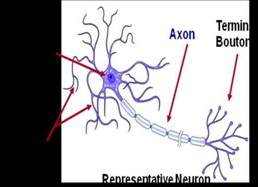 The flow of information along this portion of the neuron is from the terminal boutons towards the cell nucleus. E. There are no neuroglial cells around this portion of the neuron.