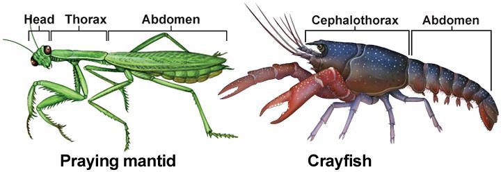 Arthropod Features Segmentation Segments can be fused into three main body regions: a head, thorax, and abdomen. The head has mouthparts, eyes, and often antennae.