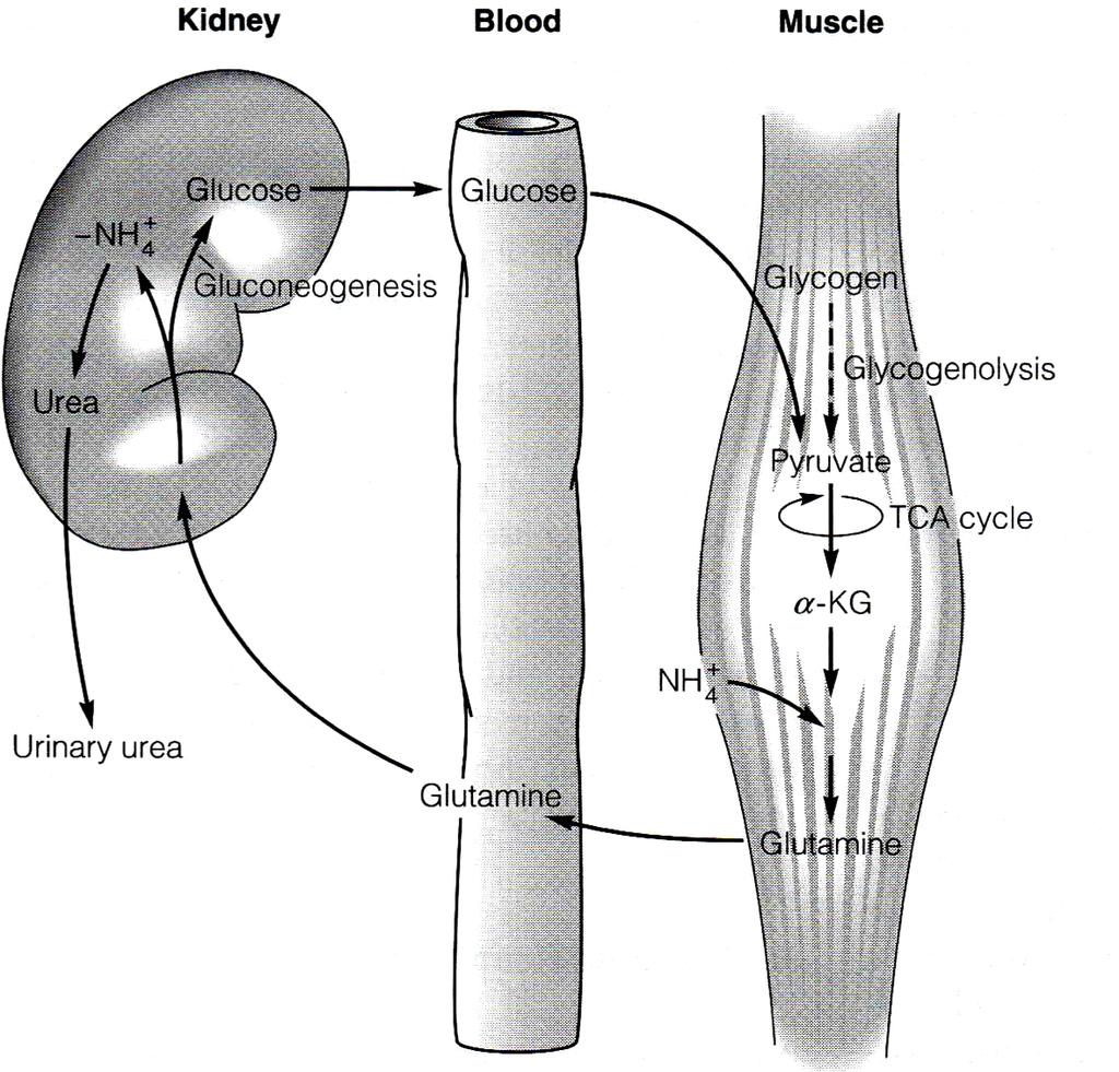 Glutamine- Glucose cycle Liver kidneys