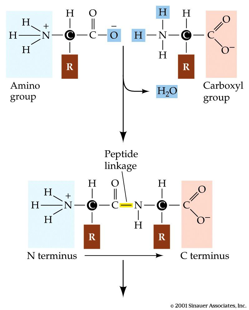 General amino acid structure